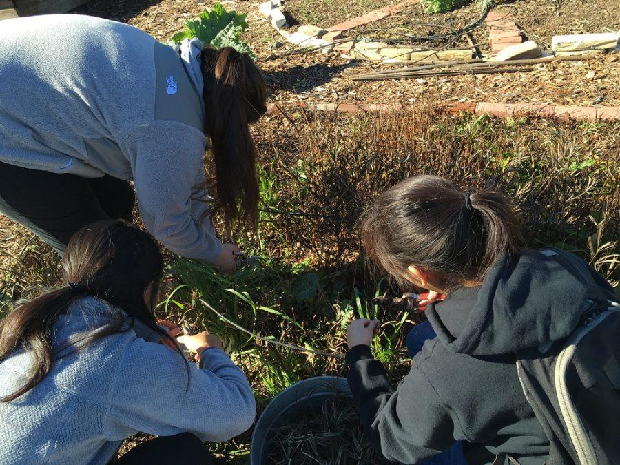 (From Left) Senior Sylvia Rodriguez, Junior Eugenia Lee, and Senior Natalie Chow help gather seeds for harvesting 
