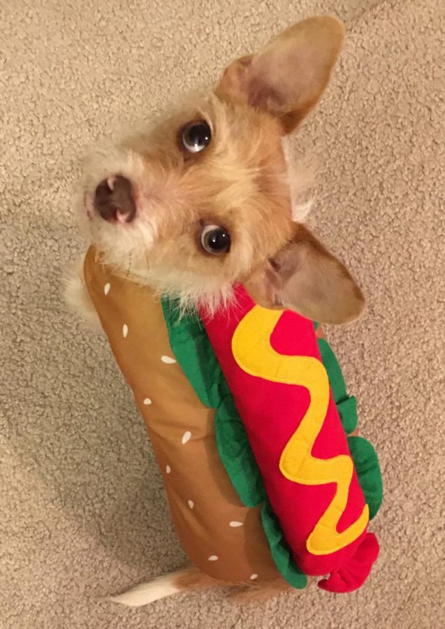Senior Sarah Kondo dressed up her dog, Dango, in a cute hotdog costume for Halloween. 