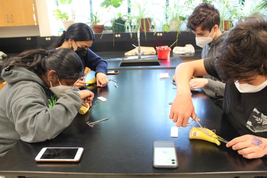 Practicing New Techniques: Members practice their newly learned suture techniques on their individual banana. 
